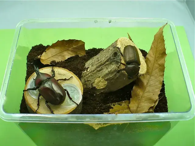 カブトムシの産卵、飼育例