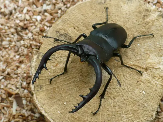 オス