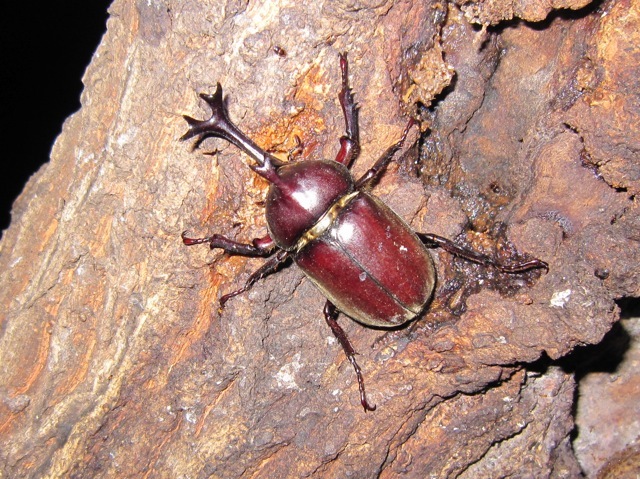 カブトムシのオスの画像