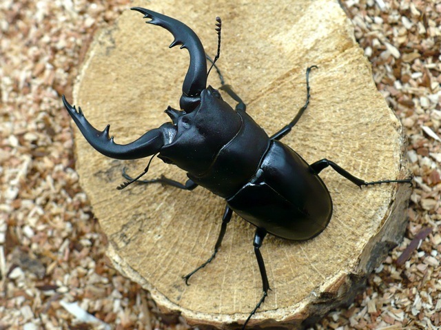 アマミノコギリクワガタ69ミリ
