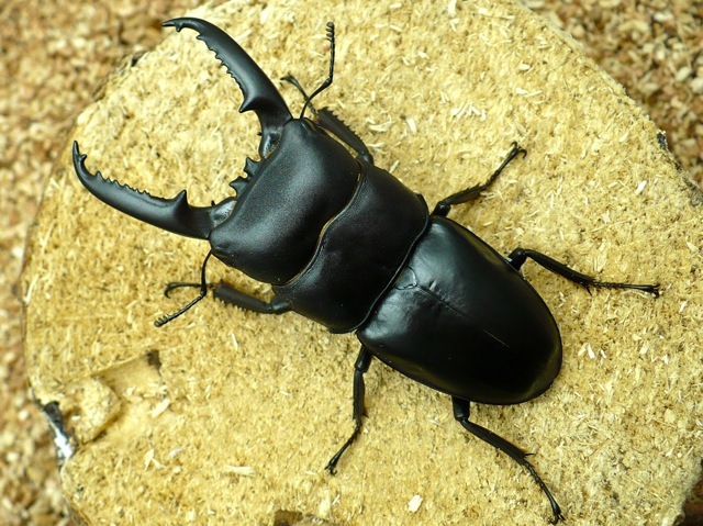 ゴトウヒラタクワガタ74ミリ（五島列島宇久島産）