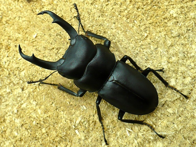コクワガタ49ミリペア