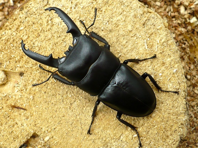 ゴトウヒラタクワガタ69ミリペア
