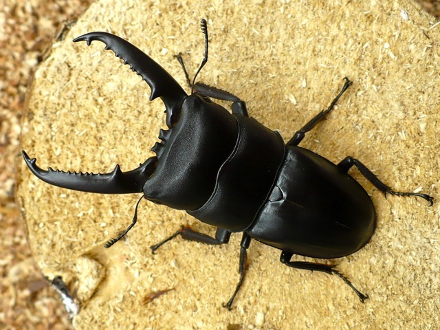 ゴトウヒラタクワガタ72ミリ(五島列島宇久島産)