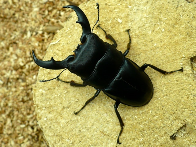アマミヒラタクワガタ63ミリペア