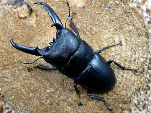 イキヒラタクワガタ特大73ミリペア販売 クワガタ工房 虫吉