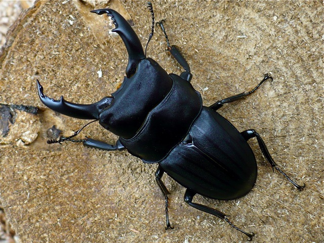 スジブトヒラタクワガタ徳之島産62ミリ