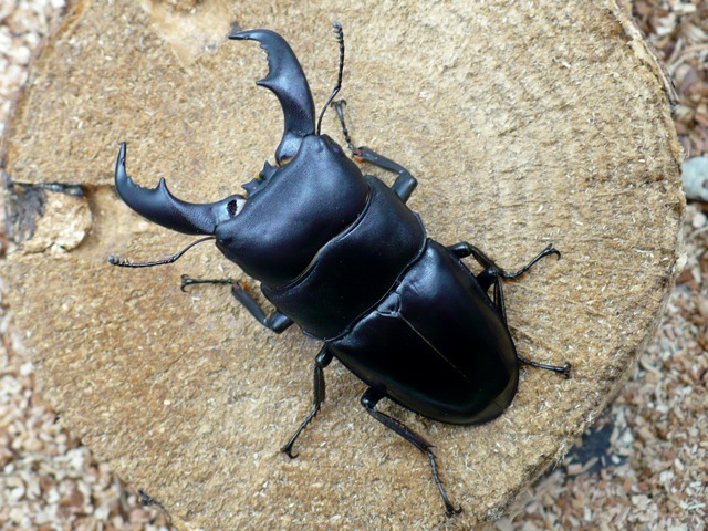 トクノシマヒラタクワガタ66ミリ