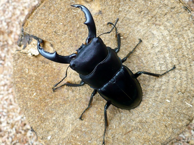 トクノシマヒラタクワガタ（60ミリ）