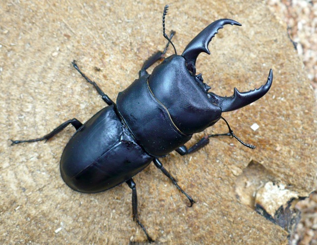 天然本土ヒラタクワガタ59ミリ(宮崎県)