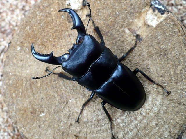 オキナワヒラタクワガタ（沖縄県産）63ｍｍ