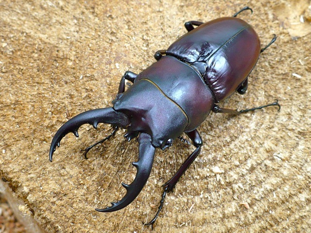 クメジマノコギリクワガタ62ミリ