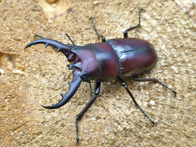 クメジマノコギリクワガタ53ミリ