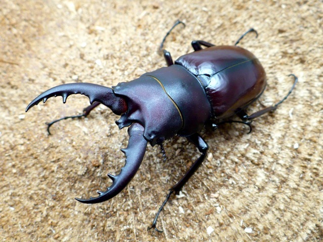 クメジマノコギリクワガタ55ミリ
