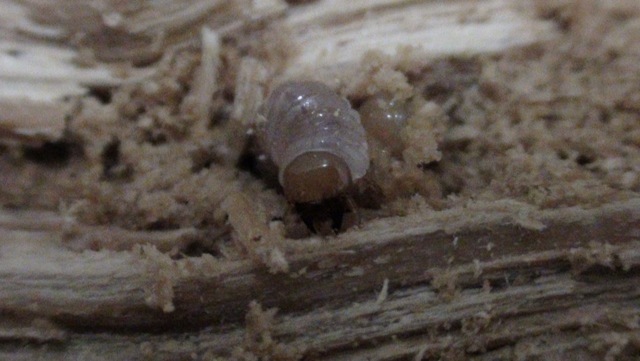 産卵木から顔を出す幼虫