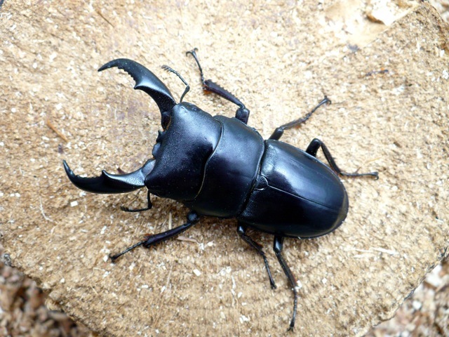 天然サキシマヒラタクワガタ55mm