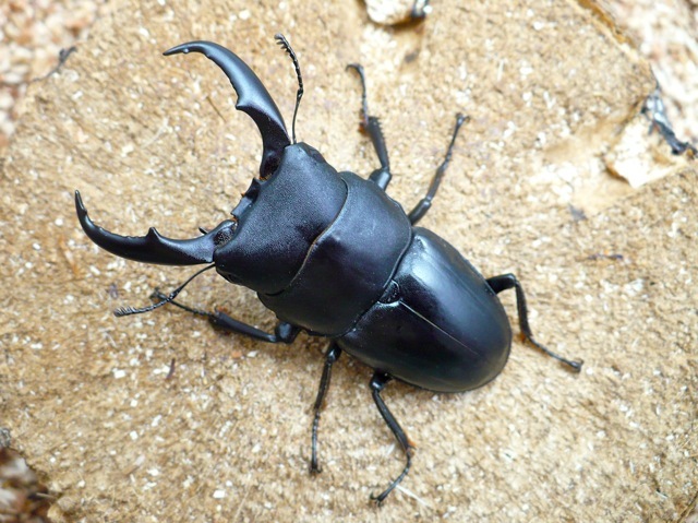 天然サキシマヒラタクワガタ58mm