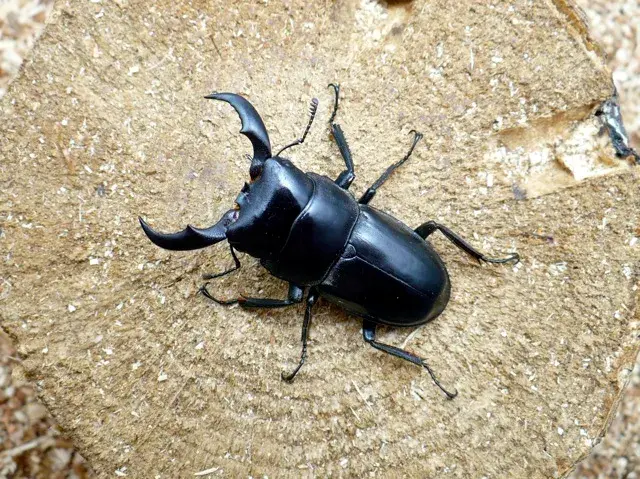 天然トクノシマヒラタクワガタ45ミリ