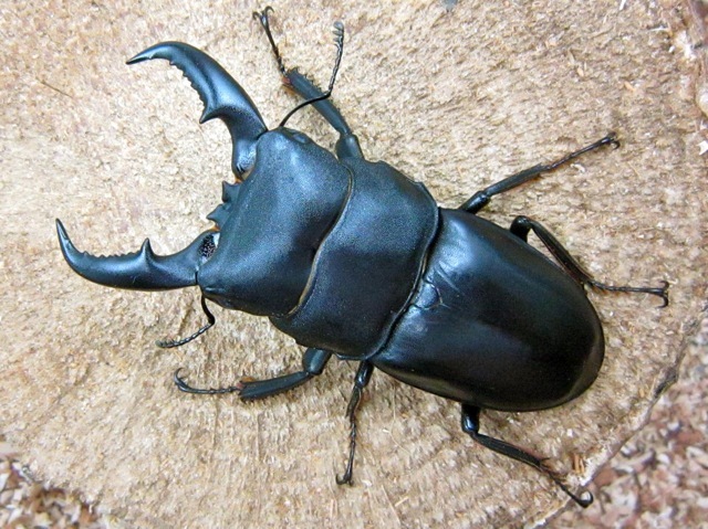 オキナワヒラタクワガタ65ミリ