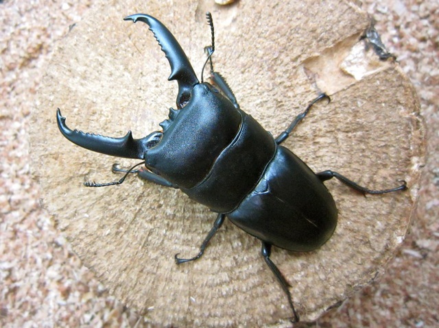 ゴトウヒラタクワガタ70ミリ