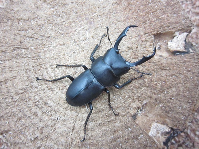 コクワガタ(宮崎県産)40mm