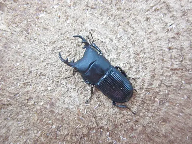 天然ネブトクワガタ（宮崎県）25ミリ