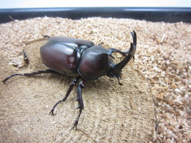 国産カブトムシ65mmペア