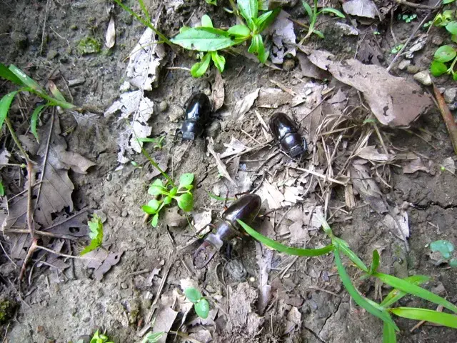 ミヤマクワガタのオス