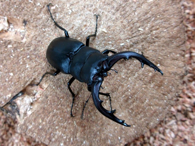 クチノエラブノコギリクワガタ58ミリペア