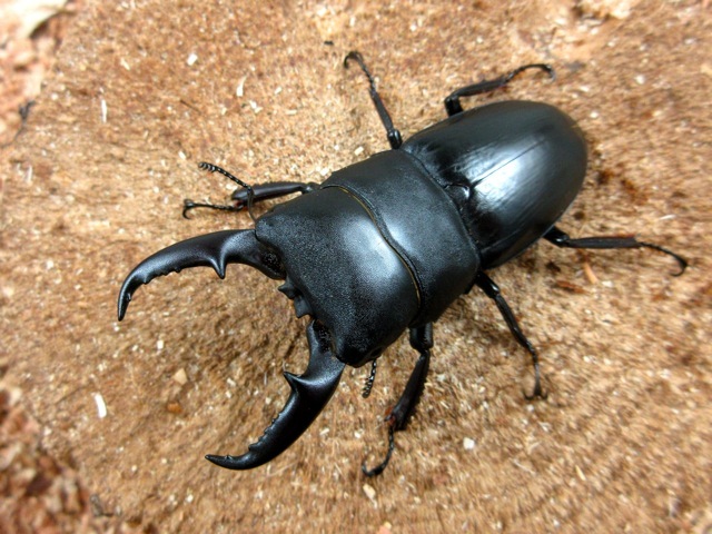 本土ヒラタクワガタ（鹿児島県阿久根市産60ミリ）