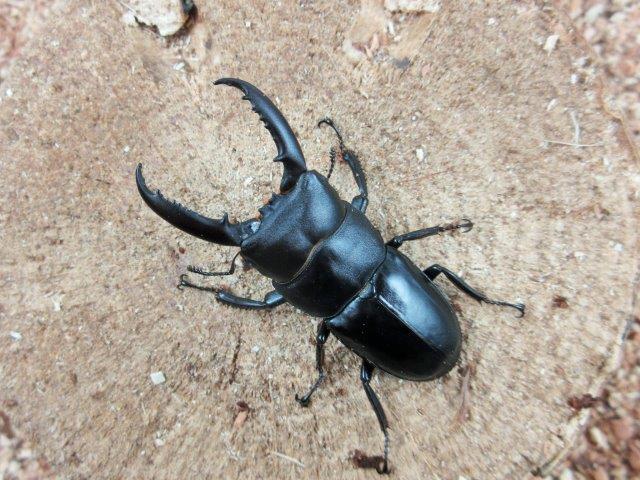チョウセンヒラタクワガタ53mmペア