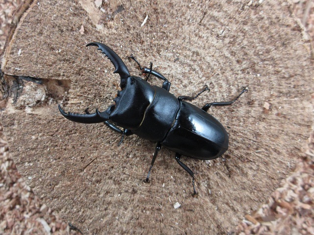 チョウセンヒラタクワガタ54mmペア
