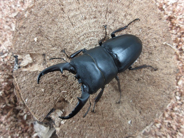 本土ヒラタクワガタ64mmペア（鹿児島県阿久根産）