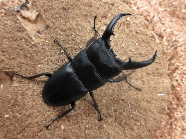 宮崎県産ヒラタクワガタ56ミリ