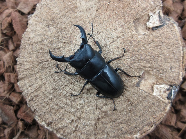 天然オキナワヒラタクワガタ48mmペア