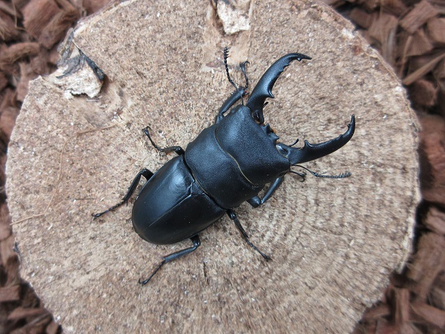 宮崎県産ヒラタクワガタ59ミリペア