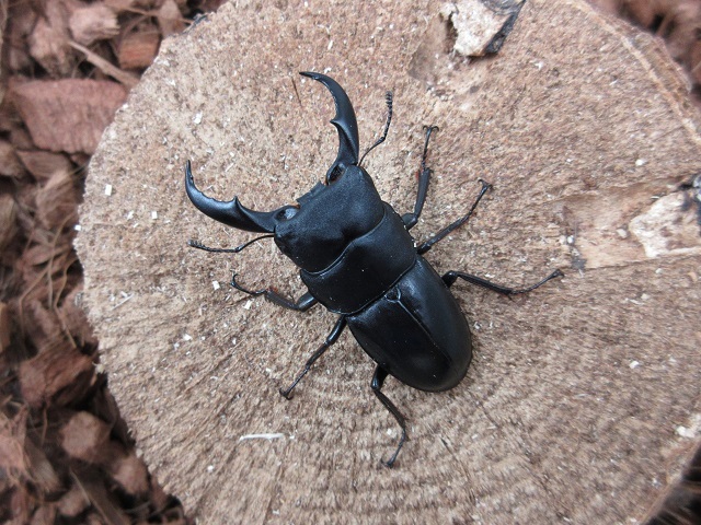 天然サキシマヒラタクワガタ50mmペア