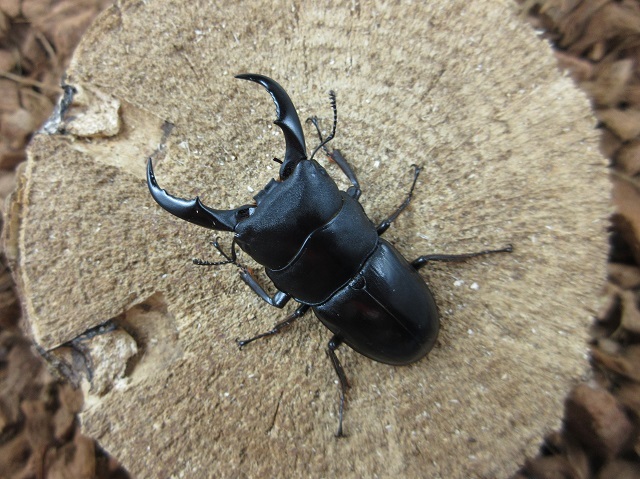 天然サキシマヒラタクワガタ53ミリペア