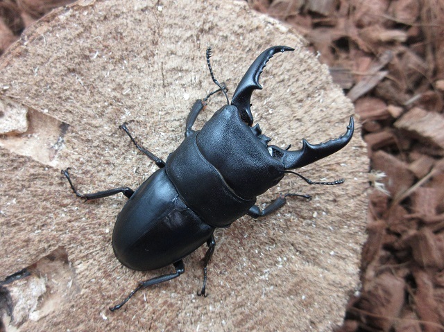 宮崎県産ヒラタクワガタ61ミリペア