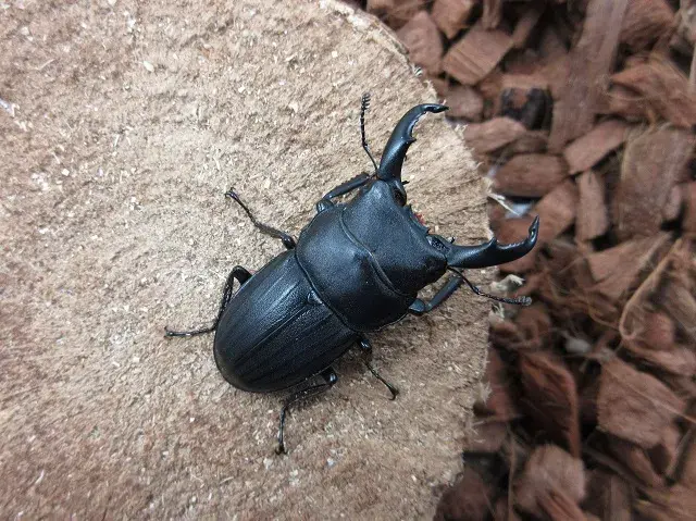 天然スジブトヒラタクワガタ（徳之島）48ミリ
