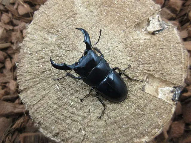 天然トクノシマヒラタクワガタ48ミリ