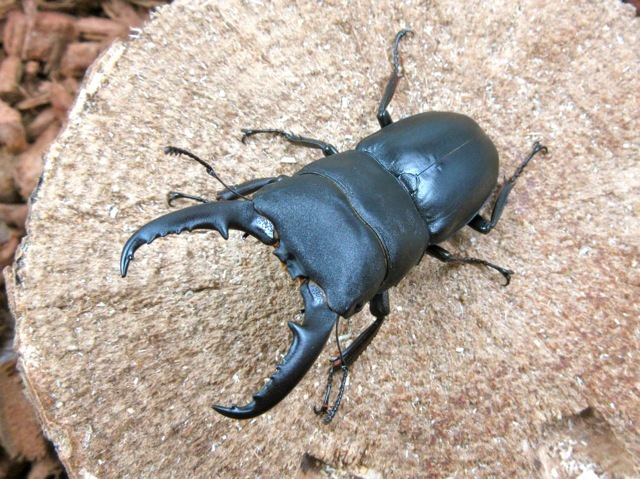 ヒラタクワガタ（鹿児島県阿久根産）57ミリ