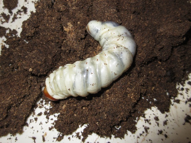 大きく育った幼虫