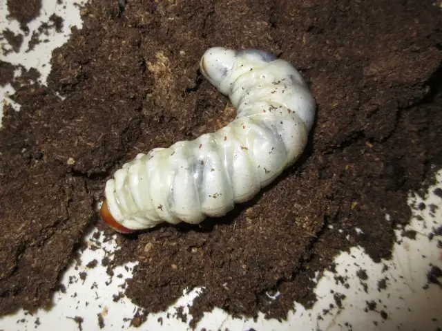 大きく育った幼虫