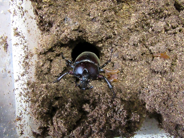 無添加虫吉幼虫用マット（クワガタ、カブトムシの幼虫の餌）の