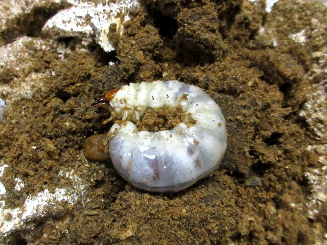 菌糸ビンから出したオオクワガタの幼虫