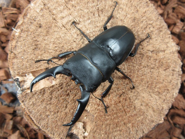 鹿児島県産ヒラタクワガタ66mmペア