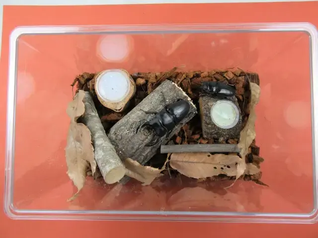 飼育例