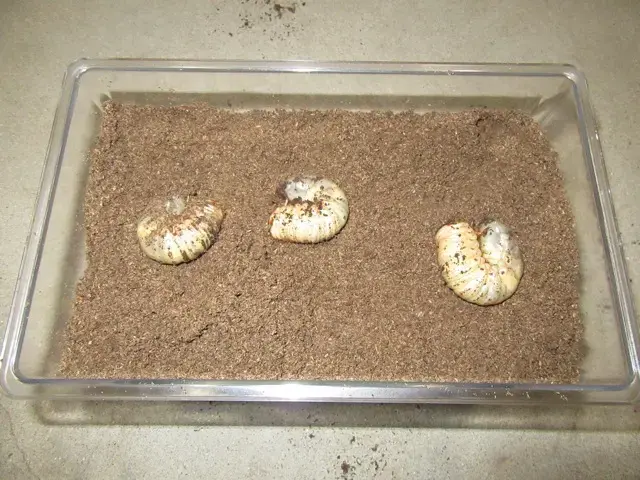 ケース(中)を用いた幼虫の飼育例