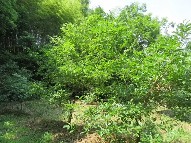 後から植えた木